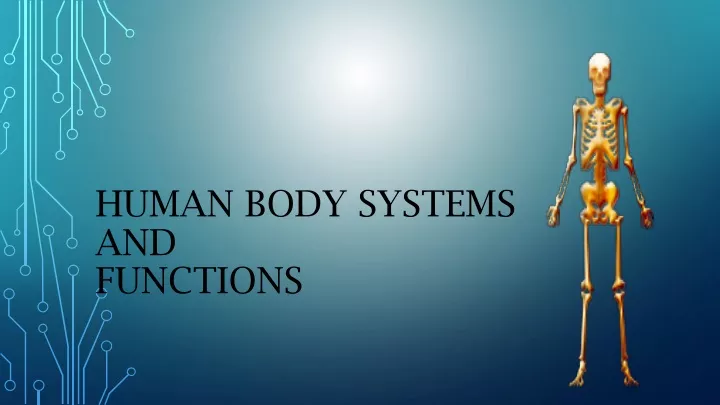 human body systems and functions