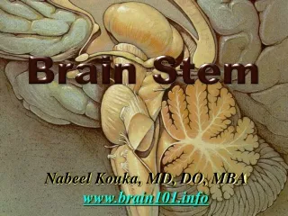 Nabeel Kouka, MD, DO, MBA brain101