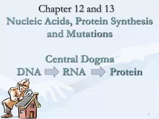 Nucleic Acids, Protein Synthesis and Mutations Central Dogma DNA        RNA         Protein