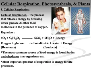Cellular Respiration, Photosynthesis, &amp; Plants