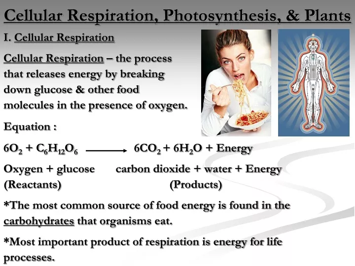 cellular respiration photosynthesis plants