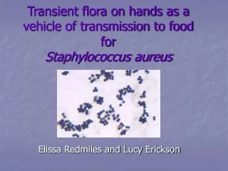 Transient flora on hands as a vehicle of transmission to food for  Staphylococcus aureus