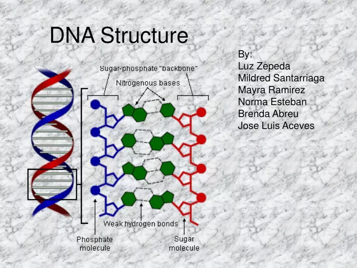 dna structure