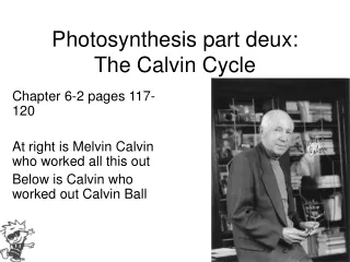 Photosynthesis part deux:  The Calvin Cycle