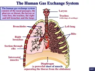 The human gas exchange system consists of the nasal passages, the pharynx or throat, the larynx or