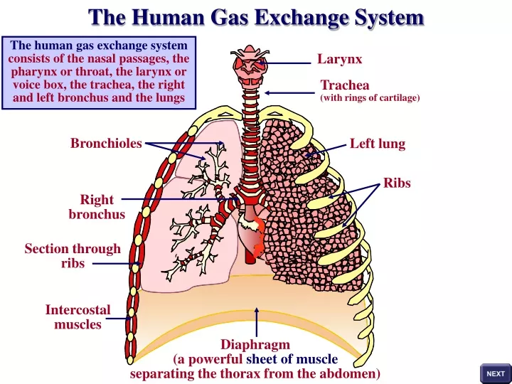 the human gas exchange system