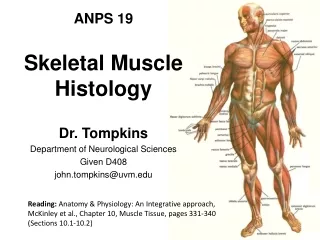 Skeletal Muscle Histology