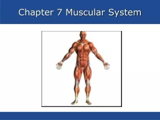 Chapter 7 Muscular System
