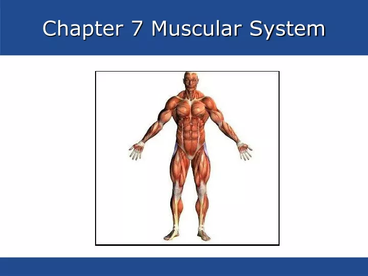 chapter 7 muscular system