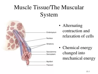 Muscle Tissue/The Muscular System