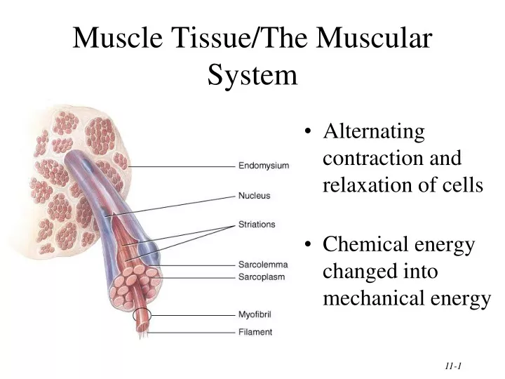 muscle tissue the muscular system