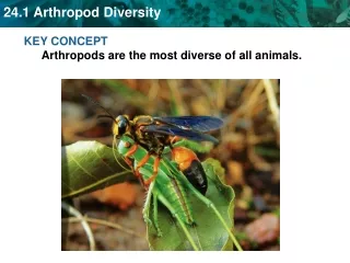 KEY CONCEPT  Arthropods are the most diverse of all animals.