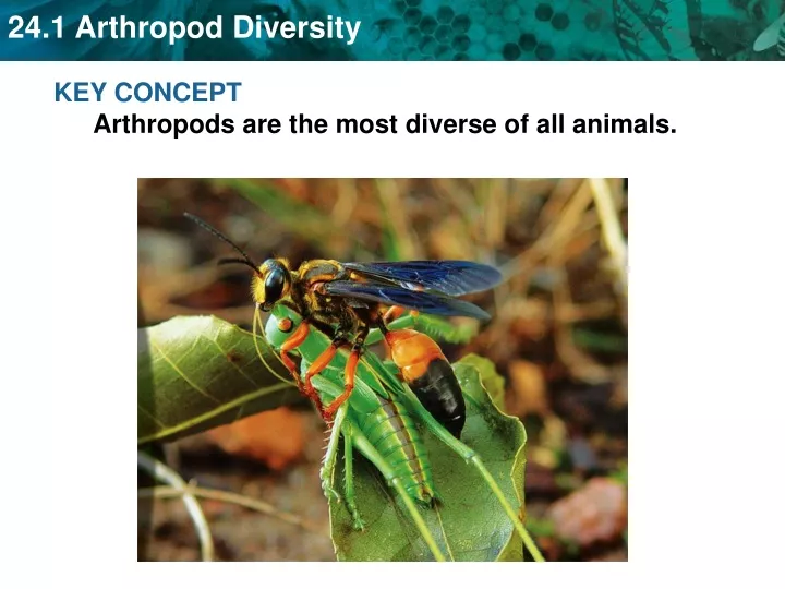 key concept arthropods are the most diverse