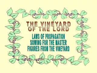 THE VINEYARD OF THE LORD