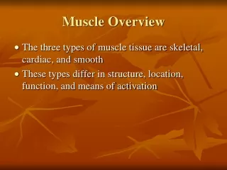 Muscle Overview