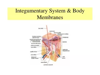 Integumentary System &amp; Body Membranes