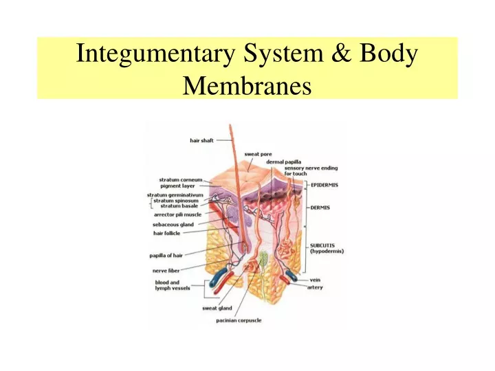 integumentary system body membranes