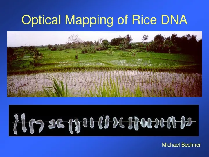 optical mapping of rice dna