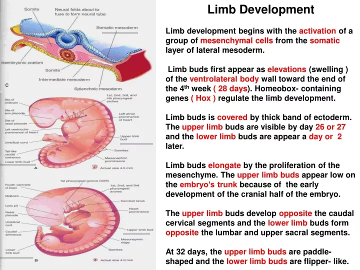 limb development limb development begins with