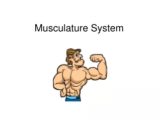 Musculature System