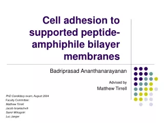 Cell adhesion to supported peptide-amphiphile bilayer membranes