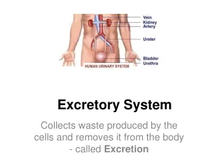 Excretory System