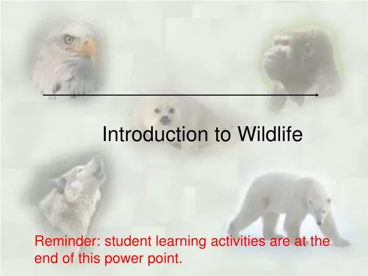 introduction to wildlife