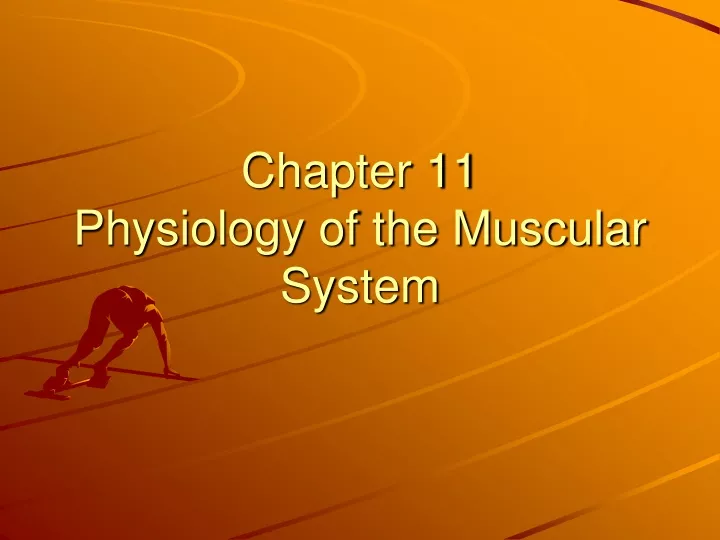 chapter 11 physiology of the muscular system