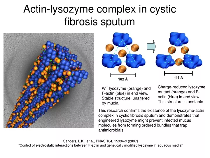 actin lysozyme complex in cystic fibrosis sputum