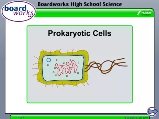 What is a prokaryote?