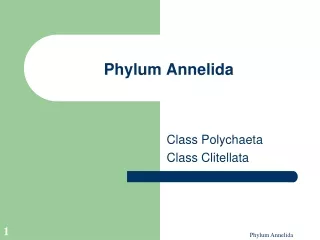 Phylum Annelida