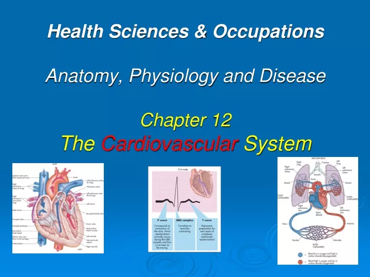 health sciences occupations anatomy physiology and disease chapter 12 the cardiovascular system