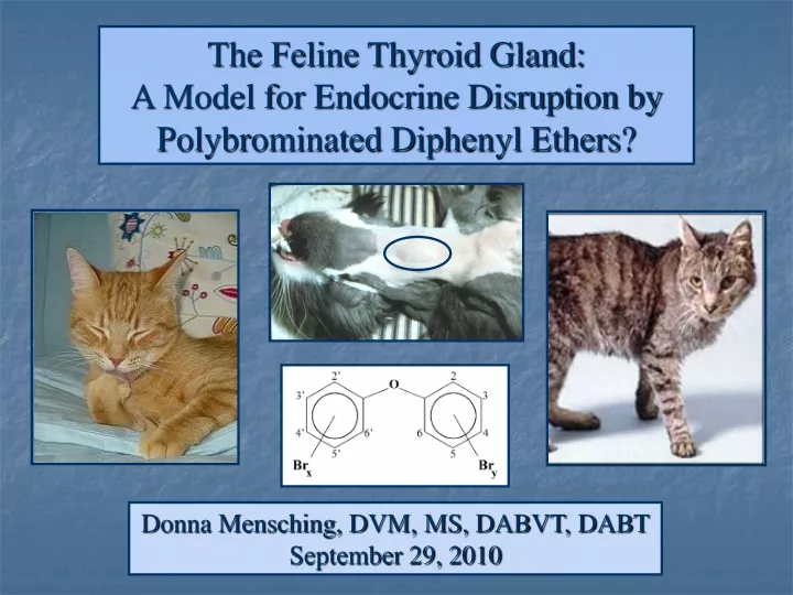 the feline thyroid gland a model for endocrine