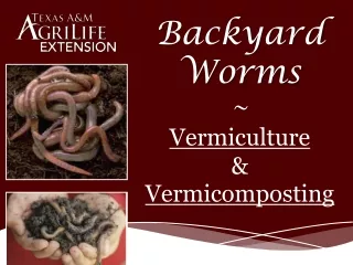 Backyard Worms ~ Vermiculture &amp; Vermicomposting