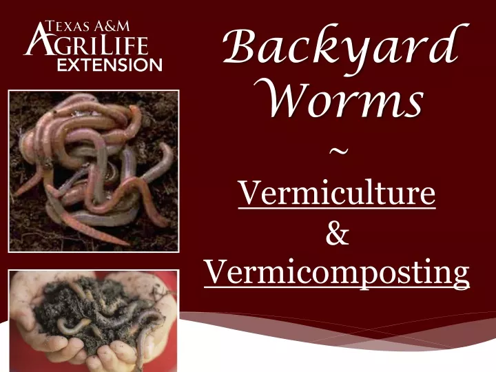 backyard worms vermiculture vermicomposting