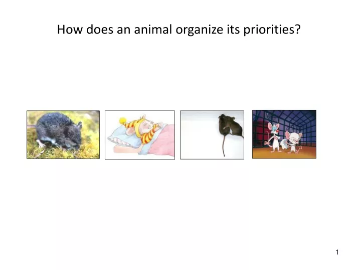 how does an animal organize its priorities