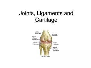 Joints, Ligaments and Cartilage