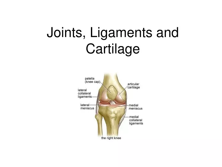 joints ligaments and cartilage