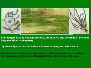 Submerged aquatic vegetation (SAV) abundance and diversity in the tidal Potomac River and estuary