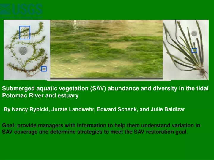 submerged aquatic vegetation sav abundance