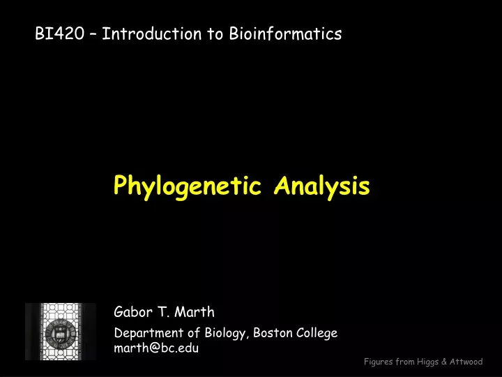 phylogenetic analysis