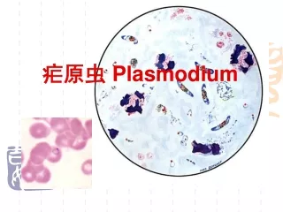疟原虫 Plasmodium