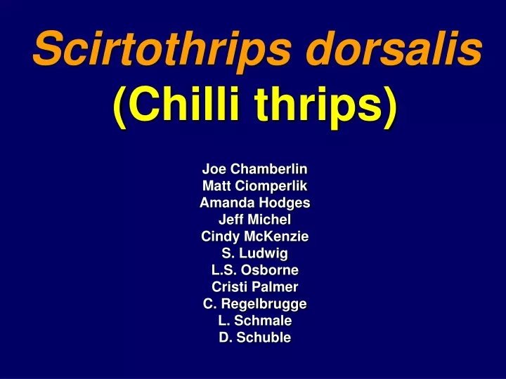 scirtothrips dorsalis chilli thrips