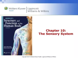 Chapter 10: The Sensory System