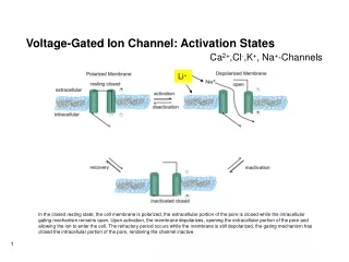 Voltage-Gated Ion Channel: Activation States
