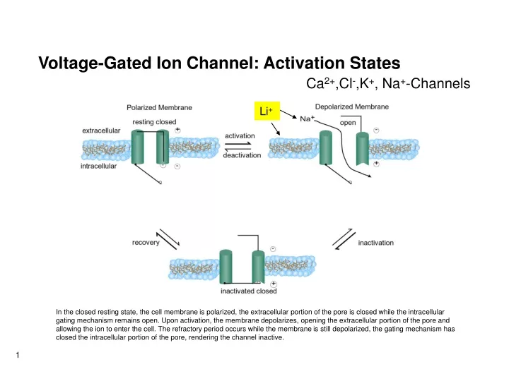 voltage gated ion channel activation states