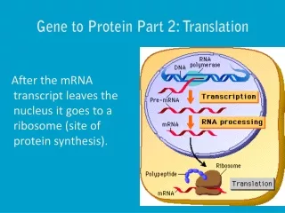 Gene to Protein Part 2: Translation