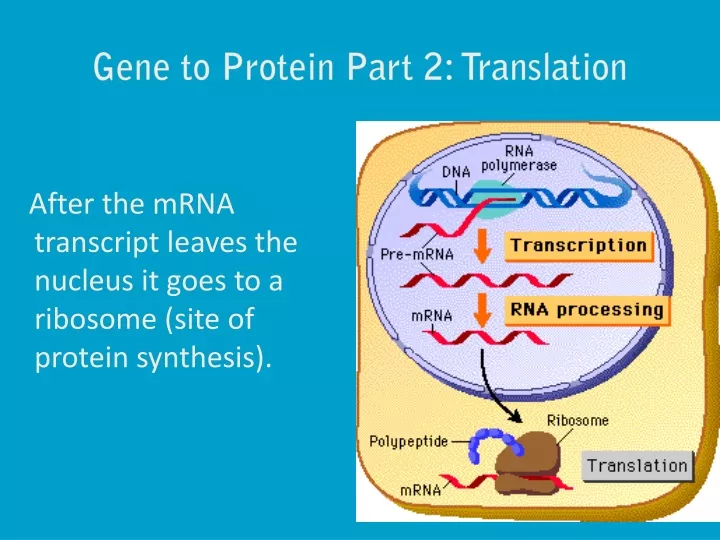 gene to protein part 2 translation