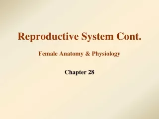 Reproductive System Cont. Female Anatomy &amp; Physiology