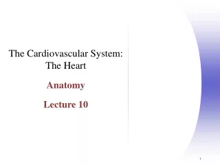 The Cardiovascular System: The Heart Anatomy Lecture 10